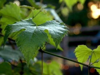 Grape leaf leaves green.jpg