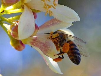 Bees really like pollinating my myer lemon tree.jpg