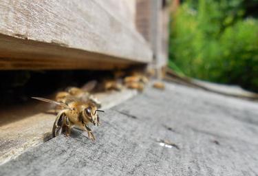 bees-hive-beehive-prey-honey-bees-1475704.jpg