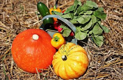 thanksgiving-pumpkins-cucumbers-1632757.jpg