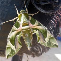 Butterfly on scuba jacket in Sharm el-Naga01b.jpg