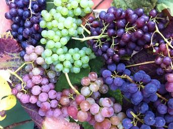 grapes-fruit-blue-grapes-food-937543.jpg