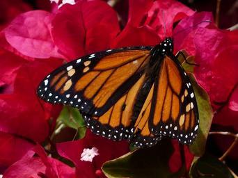 butterfly-monarch-butterfly-384308.jpg