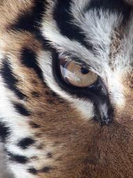 tiger-eye-siberian-tiger-60602.jpg