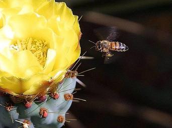Bees cactus flowers.jpg