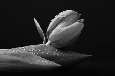 black-black-and-white-botany-dark-1175217.jpg