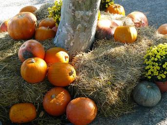 pumpkin-thanksgiving-orange-autumn-442980.jpg