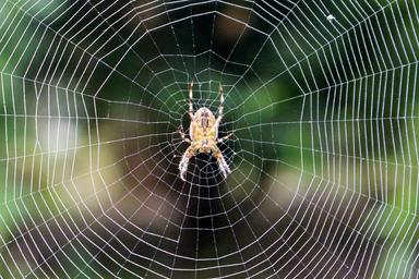 spider-web-spider-web-nature-1195429.jpg