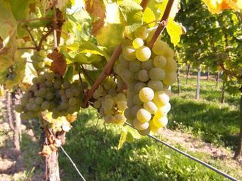 grapes-vine-table-grapes-wine-259862.jpg