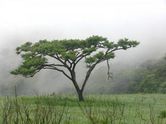 acacia-tree-field-mist-misty-164409.jpg