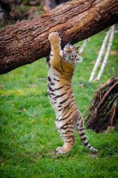 Siberian Tiger Cub (30460202082).jpg