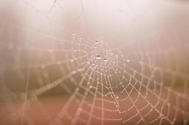 spider-web-drop-water-fog-mist-1069211.jpg