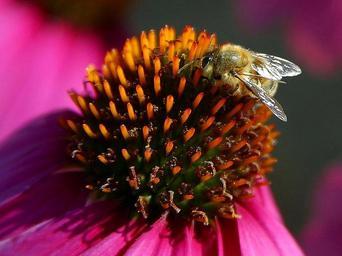 Bees flowers macro.jpg
