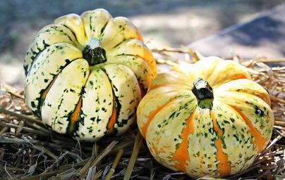thanksgiving-pumpkins-autumn-1632786.jpg