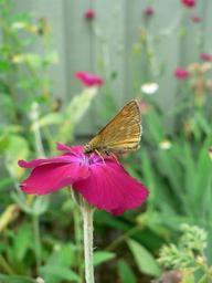 Butterfly on cerise flower macro.jpg