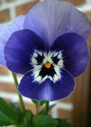 violet-horn-violet-viola-cornuta-199059.jpg