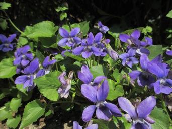 violet-wild-violets-spring-1369936.jpg