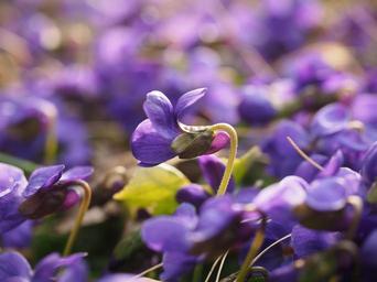 scented-violets-violet-flower-1077162.jpg