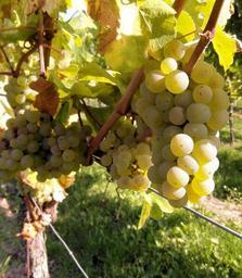 grapes-vine-table-grapes-wine-259863.jpg