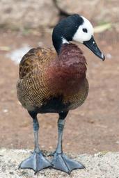 White-faced_whistling_duck_facing_forward_with_head_turned_-_Oakland_Zoo.jpg