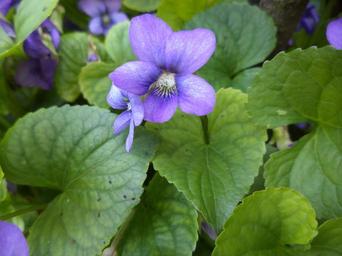 violets-flowers-violet-nature-330623.jpg
