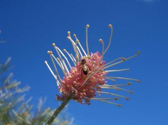 Bee on grevillia flower.jpg