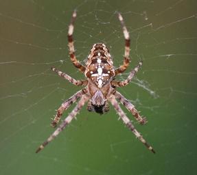 spider-web-macro-sunlight-animal-1529368.jpg