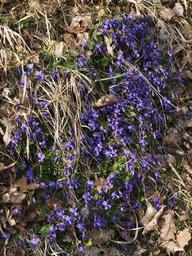 scented-violets-violet-slope-1077124.jpg