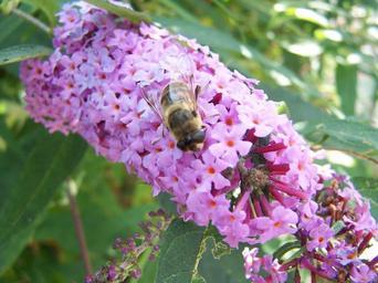 Bee on purple flower.jpg