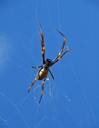 spider-spider-web-orbweaver-spider-622406.jpg