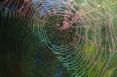 spider-web-spider-web-net-animal-615272.jpg
