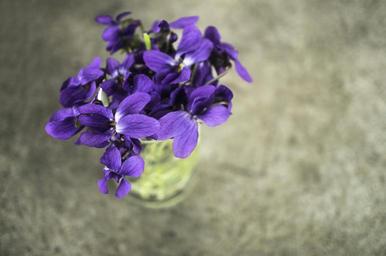 violets-violet-flower-spring-macro-1613935.jpg