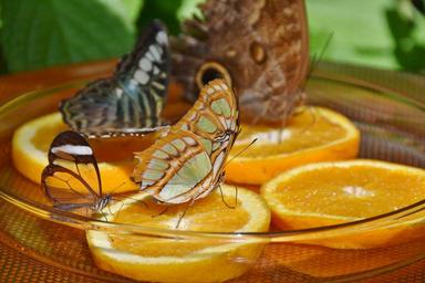 butterflies-feeding-butterfly-house-1544008.jpg
