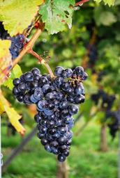 grapes-grape-vine-vineyard-wine-274132.jpg
