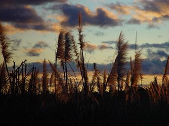 Sunset afterglow through reeds.jpg