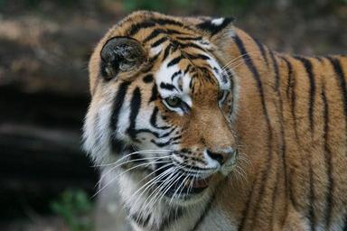 tiger-amurtiger-predator-cat-1703299.jpg