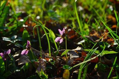 wald-violet-violet-flower-blossom-324010.jpg
