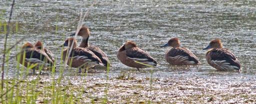 004_&_003_-_FULVOUS_&_BLACK-BELLIED_WHISTLING-DUCK_(3-22-13)_vermilion_co,_louisiana_(5).jpg