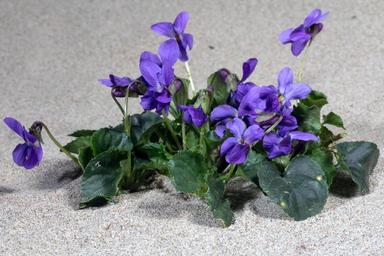 violet-blossom-bloom-spring-1455212.jpg