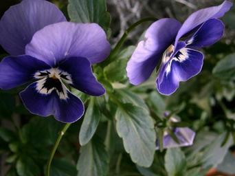violet-horn-violet-viola-cornuta-199060.jpg