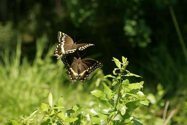 Butterfly dance a pair of butterflies hover over plant material.jpg