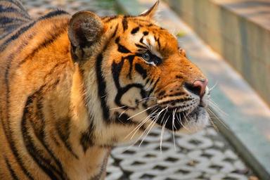 tiger-cat-dangerous-hunter-species-1343375.jpg