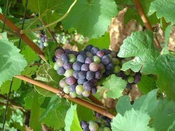 grapes-vine-grape-blue-fruit-285317.jpg