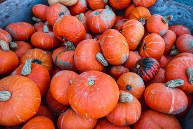 pumpkin-thanksgiving-holiday-fall-973254.jpg