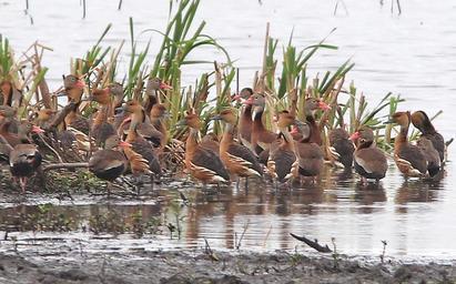 004_&_003_-_FULVOUS_&_BLACK-BELLIED_WHISTLING-DUCK_(3-22-13)_vermilion_co,_louisiana_(2).jpg