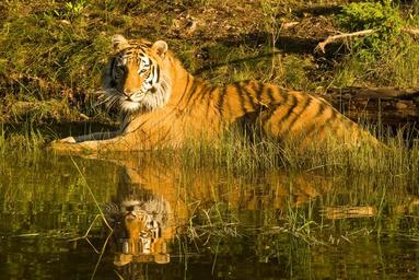 tiger-siberian-tiger-1546802.jpg