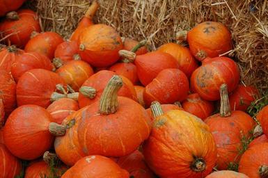 pumpkin-thanksgiving-orange-autumn-1109615.jpg