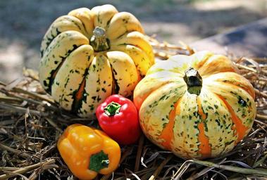 thanksgiving-pumpkins-paprika-1632788.jpg