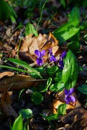 wald-violet-violet-flower-blossom-324003.jpg