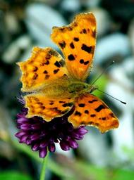 butterfly-c-falter-butterflies-248522.jpg
